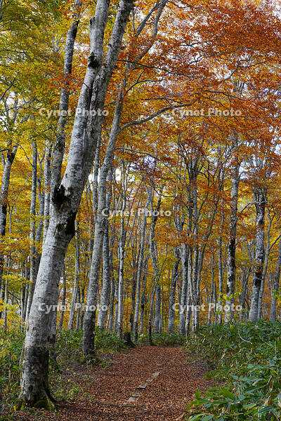 秋のブナ林 [XDV110001156]