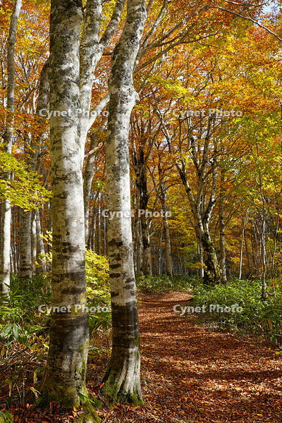 秋のブナ林 [XDV110001157]