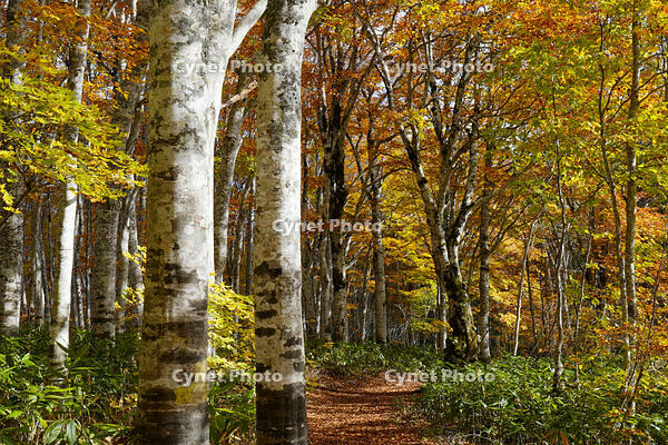 秋のブナ林 [XDV110001158]