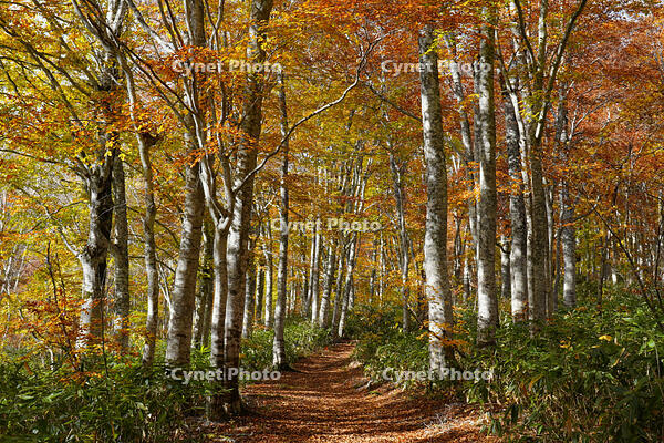 秋のブナ林 [XDV110001159]