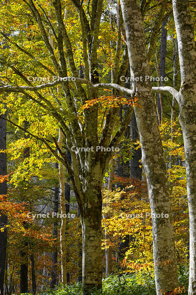 秋のブナ林 [XDV110001160]