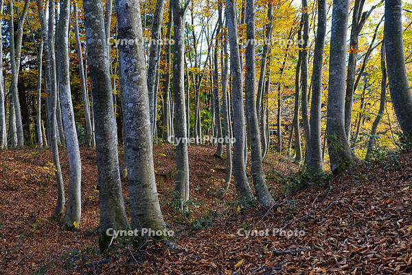 秋のブナ林 [XDV110001161]