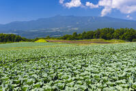 嬬恋高原のキャベツ畑 [YKA110023151]