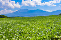 キャベツ畑と浅間山 [YKA110023153]