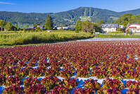 菅平のサニーレタス畑と大松山 [YKA110023154]