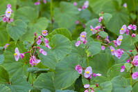 シュウカイドウ [YKA110023163]