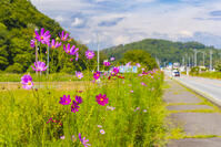 コスモス街道 [YKA110023164]