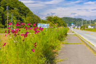 コスモス街道 [YKA110023165]