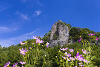 内山峡の屏風岩とコスモス [YKA110023166]