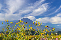 大石公園のヒマワリと富士山 [YKA110023170]