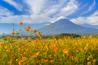 大石公園のキバナコスモスと富士山 [YKA110023171]