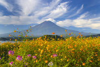 大石公園のキバナコスモスとクレオメと富士山 [YKA110023172]