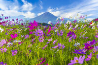 大石公園のコスモスと富士山 [YKA110023173]