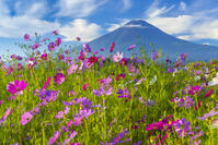 大石公園のコスモスと富士山 [YKA110023175]