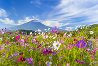 大石公園のコスモスと富士山 [YKA110023176]