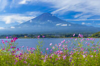 コスモス咲く河口湖と富士山 [YKA110023177]