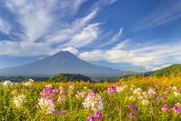 大石公園のクレオメと富士山 [YKA110023178]