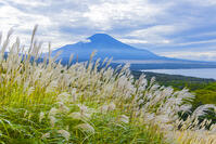 パノラマ台からススキと富士山 [YKA110023183]