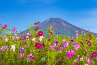 花の都公園のコスモスと富士山 [YKA110023186]
