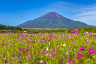 花の都公園のコスモスと富士山 [YKA110023188]