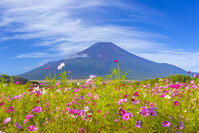 花の都公園のコスモスと富士山 [YKA110023189]