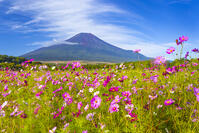 花の都公園のコスモスと富士山 [YKA110023190]