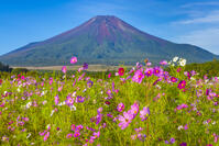花の都公園のコスモスと富士山 [YKA110023191]