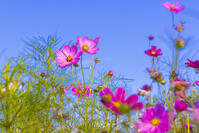 コスモス [YKA110023192]