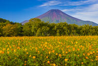 花の都公園のキバナコスモスと富士山 [YKA110023193]