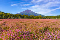花の都公園のアカソバと富士山 [YKA110023194]