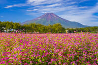 花の都公園のアカソバと富士山 [YKA110023195]