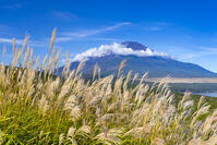 パノラマ台からススキと富士山 [YKA110023199]