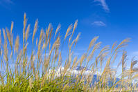 ススキ [YKA110023200]