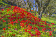 彼岸花咲く津久井湖城山公園 [YKA110023201]