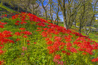 彼岸花咲く津久井湖城山公園 [YKA110023202]
