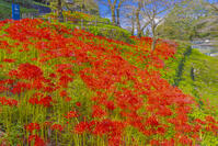 彼岸花咲く津久井湖城山公園 [YKA110023203]
