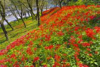 彼岸花咲く津久井湖城山公園 [YKA110023204]