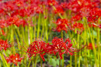 津久井湖城山公園の彼岸花 [YKA110023205]