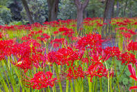 ヒガンバナ咲く巾着田 [YKA110023206]