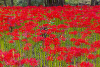 ヒガンバナ咲く巾着田 [YKA110023207]