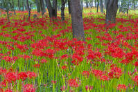 ヒガンバナ咲く巾着田 [YKA110023208]