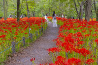 ヒガンバナ咲く巾着田 [YKA110023209]