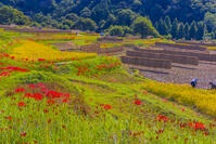 彼岸花咲く寺坂棚田 [YKA110023213]