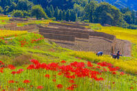 彼岸花咲く寺坂棚田 [YKA110023214]