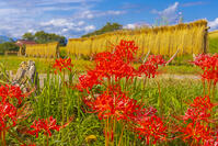 彼岸花咲く寺坂棚田 [YKA110023215]
