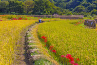 彼岸花咲く寺坂棚田 [YKA110023216]