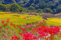 彼岸花咲く寺坂棚田 [YKA110023217]