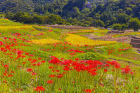 彼岸花咲く寺坂棚田 [YKA110023218]