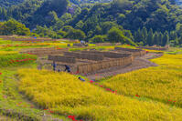 寺坂棚田の稲刈り [YKA110023219]