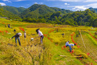 寺坂棚田の稲刈り [YKA110023220]